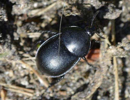 Réf. 201 809 : Ablattaria laevigata